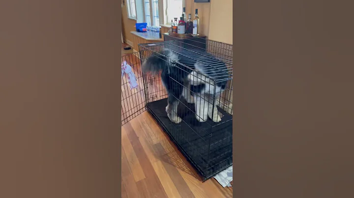 Gracie Crate Game #dog #doglover #cutedog #doodle ...