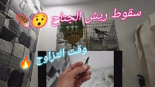 سقوط ريش الجناح وقت الجهوزية هل يأثر على التزاوج ?