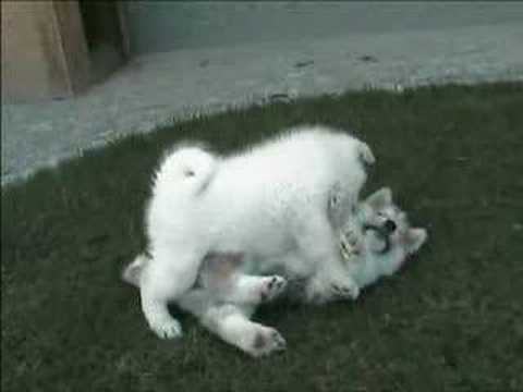 Akita puppies