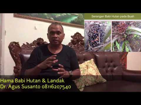 Hama Babi Hutan Dan Landak Di Perkebunan Kelapa Sawit Youtube Hama Babi Hutan Dan Landak Di Perkebunan Kelapa Sawit Youtube