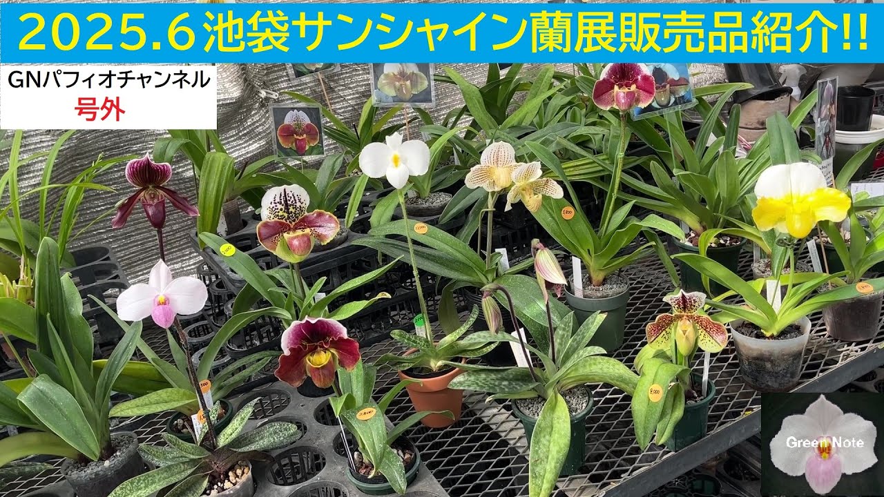 2025 6サンシャイン蘭展販売品紹介