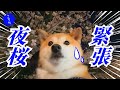 【緊張】家族で夜桜祭りへ、人混みと騒音で落ち着かない豆柴ころた