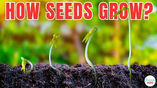 Ontkieming Hoe Wordt Een Zaadje Een Plant?