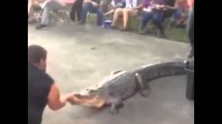 Don't mess with a croc