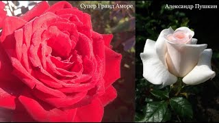 видео: Обрезка Чайно - Гибридных Роз. Супер Гранд Аморе (моно-посадка). Александр Пушкин картинка: Обрезка Чайно - Гибридных Роз. Супер Гранд Аморе (моно-посадка). Александр Пушкин