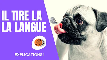 Pourquoi mon chien tire la langue et respire fort ?