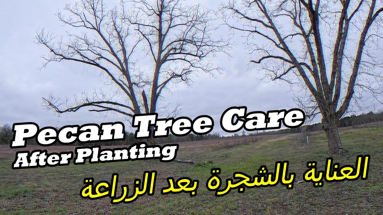 New Tree? Protect & Trim It IMMEDIATELY! ✂️🌱
