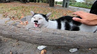 旅の途中、道路脇に猫を見つけたので車を止めてモフりに行ったら次々と猫が出てきた