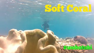 Snorkeling Wakatobi 5 II Soft Coral  II top 10 tourist destinations #wakatobi #softcoral #coral screenshot 1