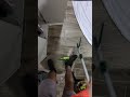 POV: You wake up and there’s a full-grown iguana in your bedroom 😳🦎