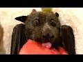 Rescuing a flying-fox found on the road:  this is Varna