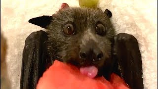 Rescuing a flying-fox found on the road: this is Varna