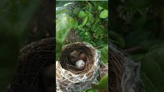 Animal Video : Baby Bird 🐣