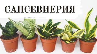 САНСЕВИЕРИЯ. РАЗМНОЖЕНИЕ ЛИСТОМ. САНСЕВИЕРИЯ ХАННИ. ОБЗОР