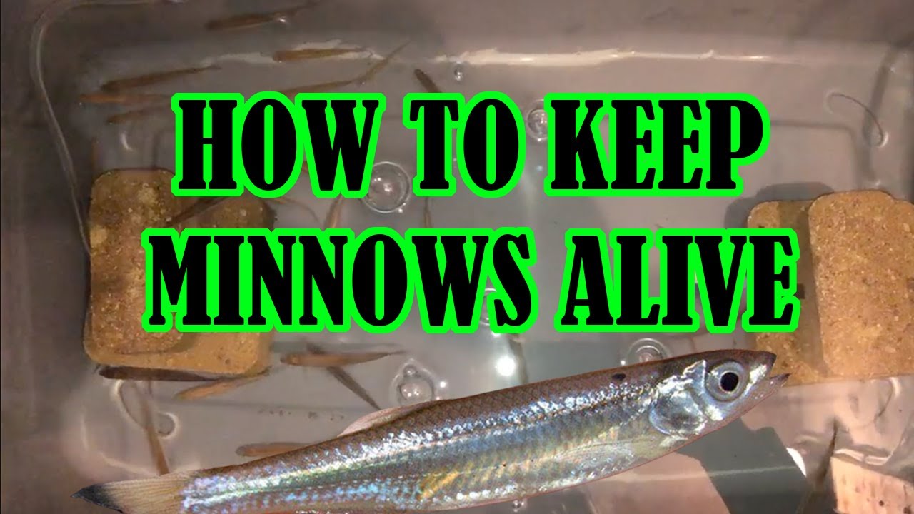 How to Keep Minnows Alive (DIY Bait Tank Build) 