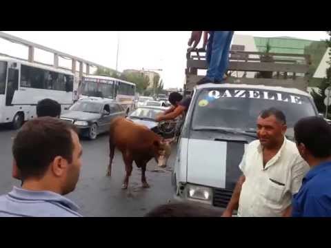 Sumqayitda öküz təhlükə yaratdi 20140804 171623