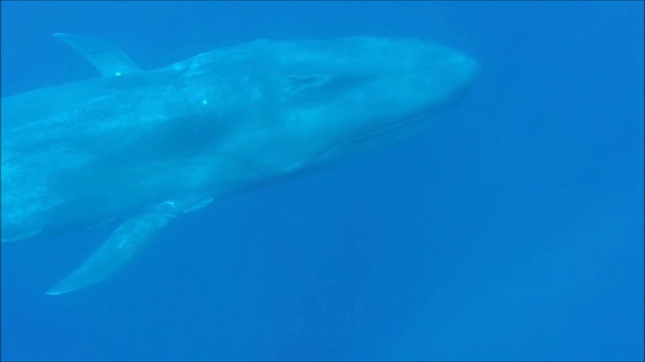 Swimming With Blue Whales In Sri Lanka Youtube