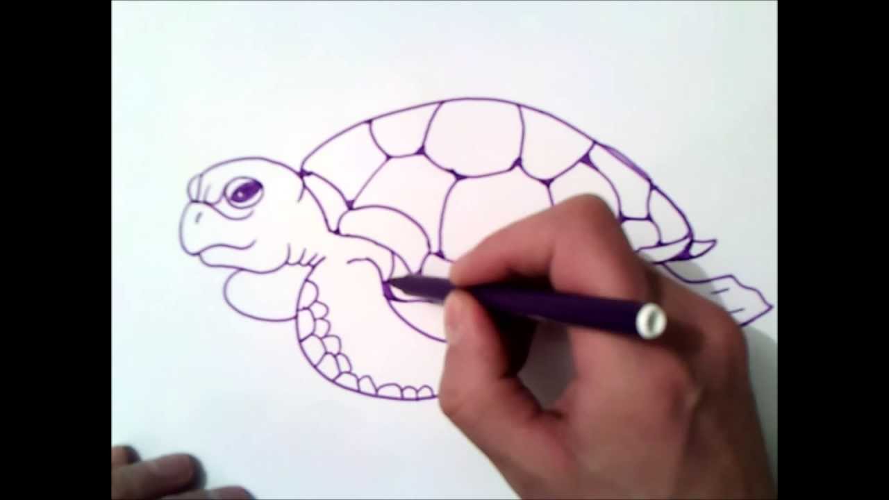 How To Draw A Sea Turtle Step By Step How To Draw A Sea Turtle