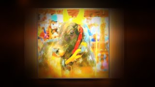 Whatsapp Status - 016 Jallikattu 2020 Pongal 2020 Tamil Nadu Prv Media