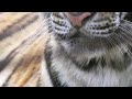 Photograph tigers with DWARF II