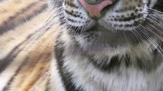 Photograph tigers with DWARF II