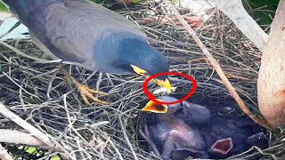 Common myna Birds bring locusts to feed their babies at the nest#birds