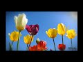Oregon's Tulip Fields - Wooden Shoe Tulip Fest 2018 Oregon's Tulip Fields - Wooden Shoe Tulip Fest 2018