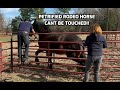 Rescue horse saved from slaughter by hollywood star