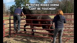 Rescue horse saved from slaughter by Hollywood star!!