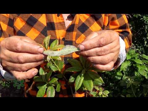 Wideo: Jak uratować suszoną azalię? Trudności w uprawie azalii