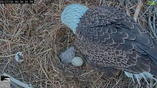 🦅NCTC🐣🥚Scout meets his new eaglet!🎉baby E13 has hatched!💕March 27, 2026