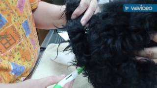 task 15 phys exam dog