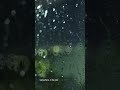 window rain - Lingonberry #shorts #ambient #lofi