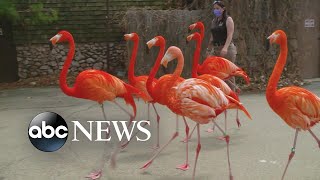 Denver Zoo’s 'new normal'