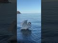 Caught a swan bathing #chill #music #bathingswan #lakeview #canadalife #summerlife