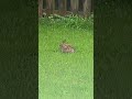 Enjoying life with no cares in the world! 😌 #Joy #Bliss #rabbit #wildlife