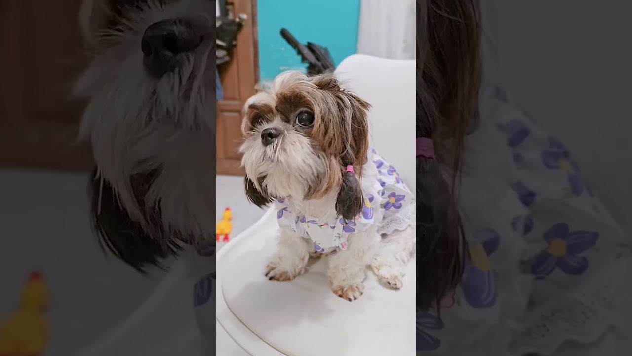 Cute Pet Dress of clothes for shihtzu 