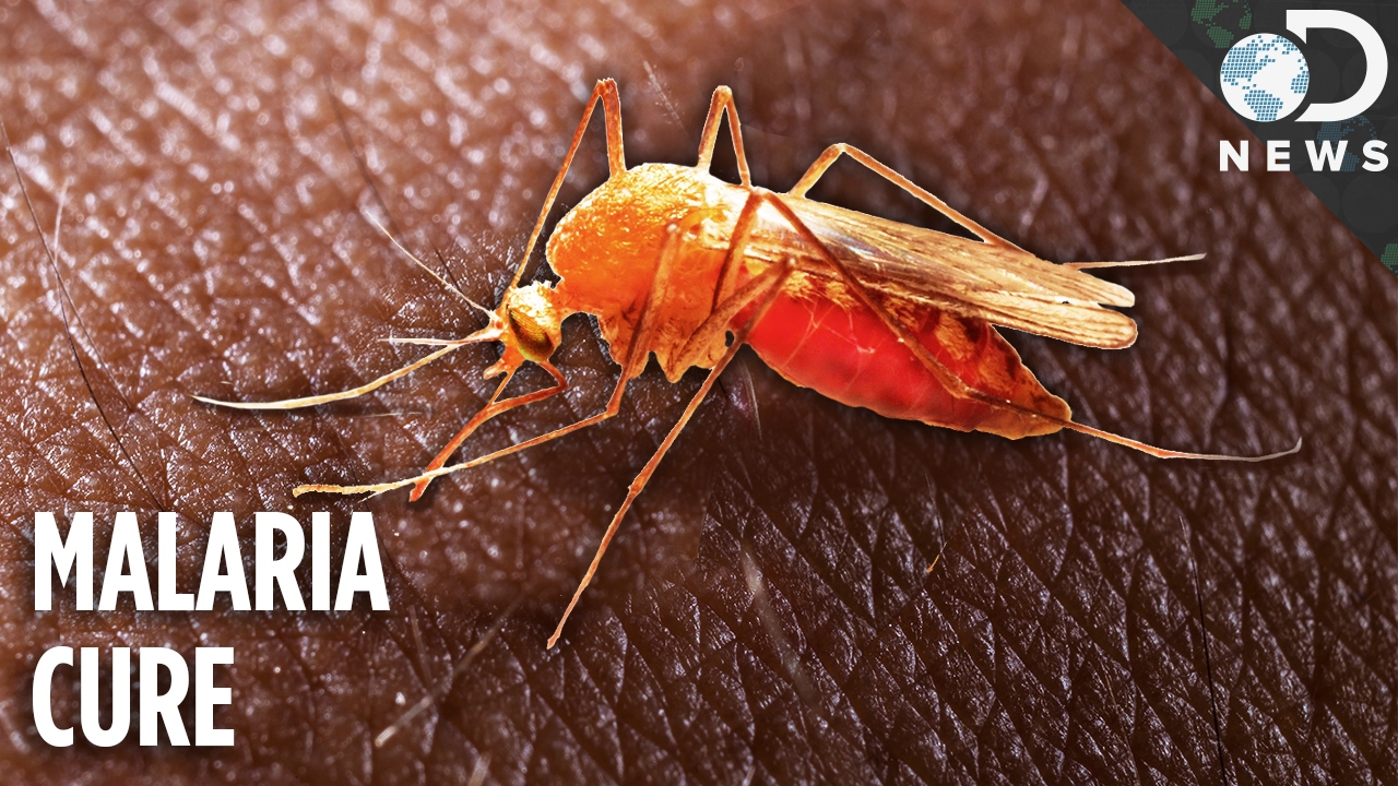 This Mysterious Remedy Might Cure One Of The Deadliest Diseases 