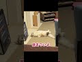 めっちゃガン見されてました…#ココ #猫 #cat #shorts