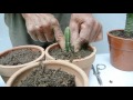 Reproduccion de cactus   2