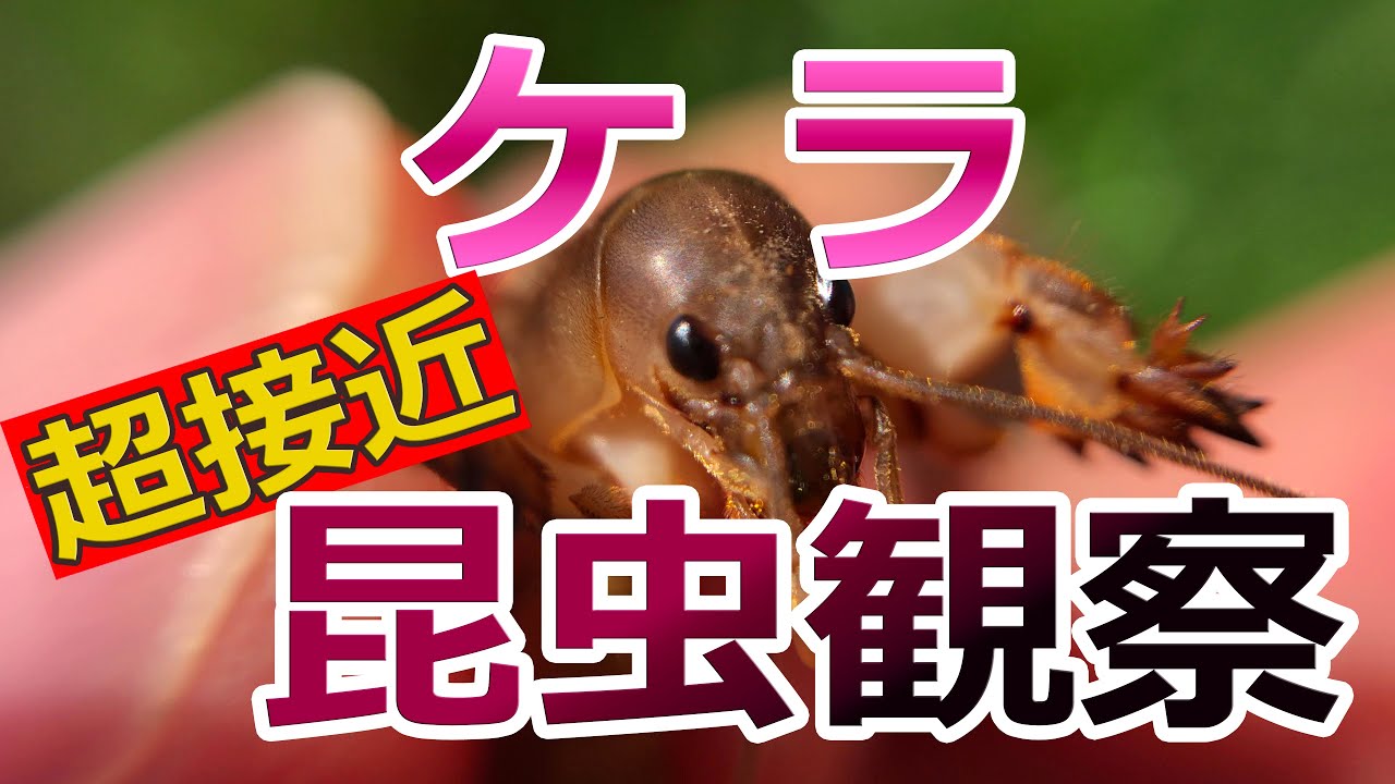 【超接近昆虫観察】#025 ケラ【七芸を持つ虫】 - YouTube
