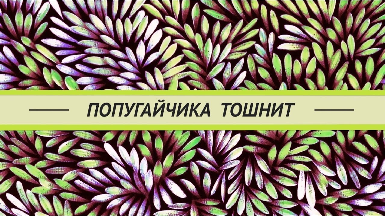 Волнистого попугая тошнит. Отравление? Что делать?
