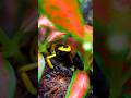 Лягушонок по имени Point охотиться за мушками Дрозофилы 🐸#shorts #dendrobates #leucomelas #древолаз