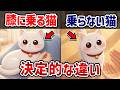 【意外な事実！】飼い主の上に乗る猫と乗らない猫の本当の気持ち【猫雑学】