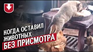 Когда оставил животных без присмотра