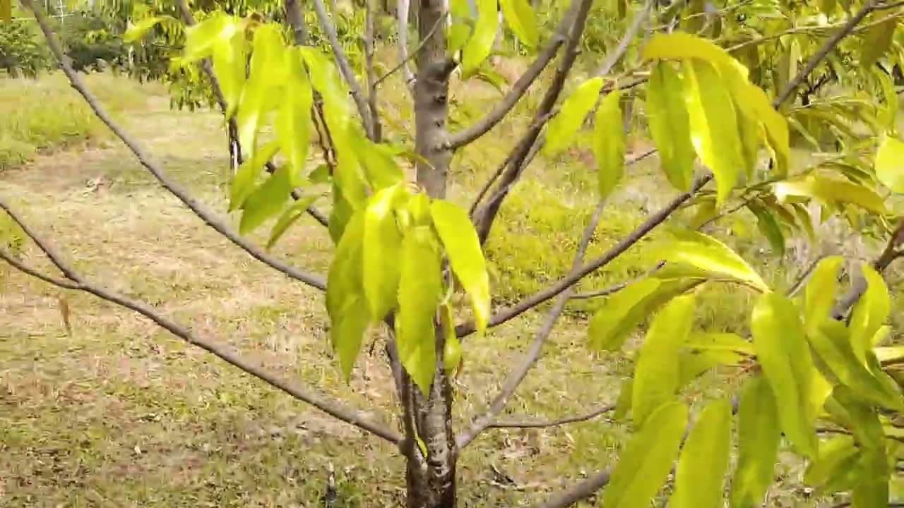 สวนทุเรียนep59