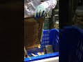 Fresh Raw Honey Harvest / Pure Honeycomb Collection 🍯🐝 #shorts