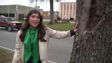 150-year-old trees to be removed in Anniston, city plans for replacement