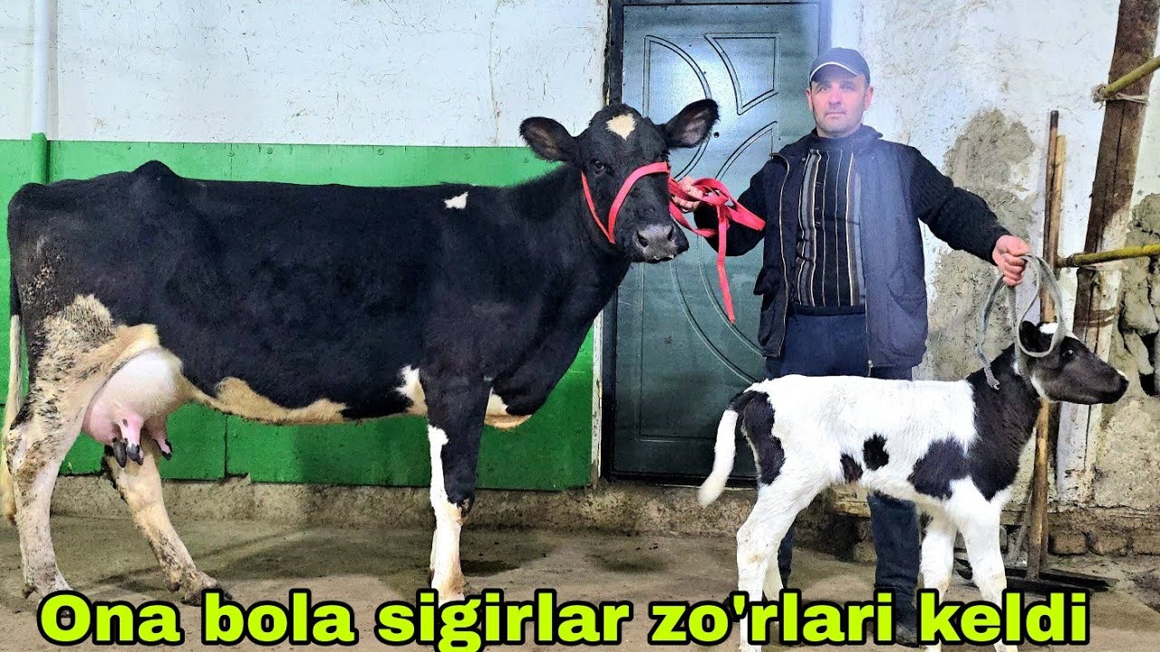 Buxoro arzonchisi Mizrobjon va Ashur akadan yangi partiya hamyonbop narxlarda 5 марта 2026 г.