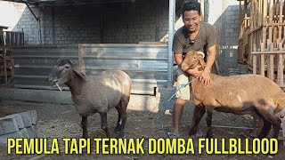 PETERNAK PEMULA NEKAT TERNAK DOMBA DORPER DAN AWASSI FULLBLLOOD | GALIPAT FARM KEDIRI